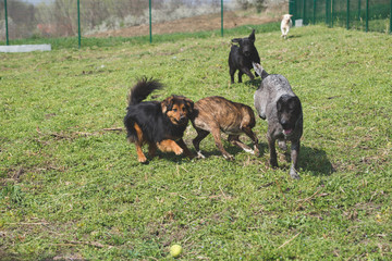 Dogs playing together on the dogs shelter playground