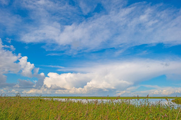 Fototapeta na wymiar Lake shoreline below a blue cloudy sky in summer