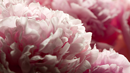 Macro background of peony flower.