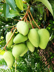 Green mango tree