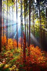 Obraz premium Warm autumn scenery in the forest, with the sun casting beautiful rays of light through the mist and trees