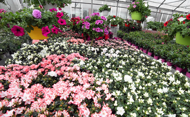 florist greenhouse with lots of blossomed flower pots
