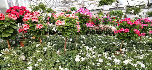 Fototapeta na wymiar greenhouse with lots of flower in wholesale