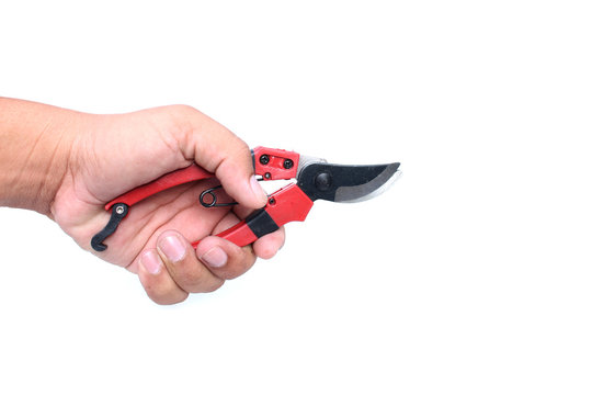 hand holding Cutting pliers of tree on isolated