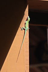 Saumfingerechse im Sonnenschein