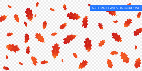 Autumn falling leaves on transparent background. Vector autumnal foliage fall of oak leaves. Autumn background design