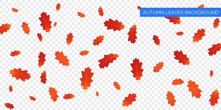Autumn falling leaves on transparent background. Vector autumnal foliage fall of oak leaves. Autumn background design