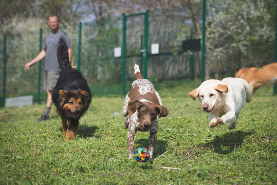 Dogs chase a ball thrown by their trainer 