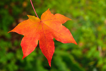 Single orange maple leaf on blurry green background. Autumn in park. Toned.