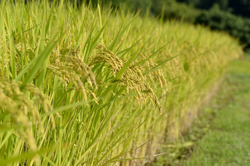稲穂
