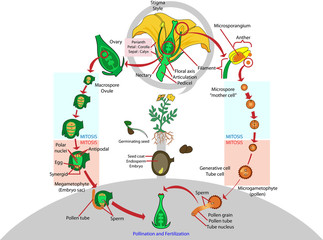 Vector of flowering life cycle