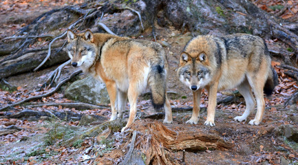 Fototapeta premium Wolf