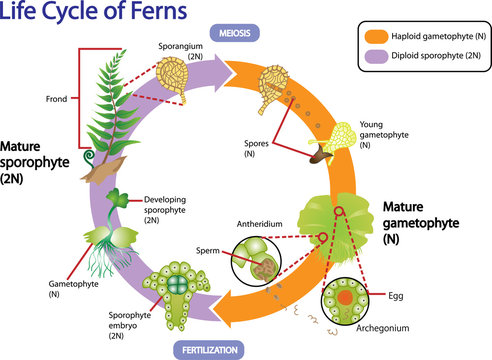 Vector life cycle of ferns