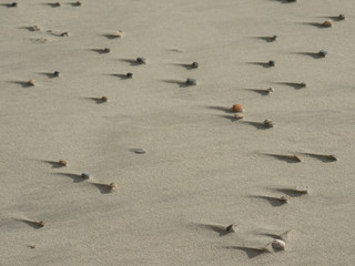 Spiekeroog in der Nordsee