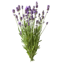 Fresh lavender sprig with violet flowers isolated on a white background. Design element for product label, catalog print, web use.