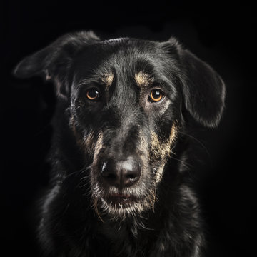 portrait of a beautiful crossbreed dog on black background
