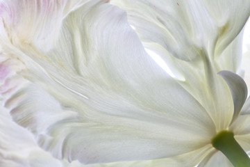 tulip