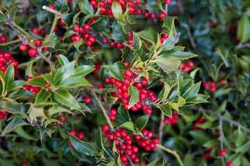 Christmas background of holly berries and leaves greenery. Traditional Xmas banner background for greeting cards in holiday season.