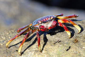 TIERE_2780_rote_Klippenkrabbe