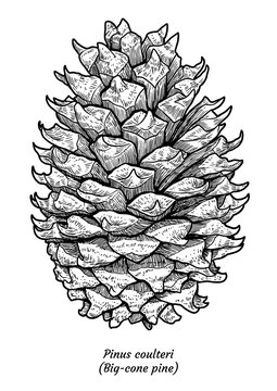 Big-cone pine illustration, drawing, engraving, ink, line art, vector