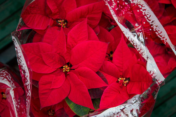 Poinsettia Christmas Flowers. Xmas bouquet background. Flower shop or market during Advent or Christmas holiday season. Euphorbiaceae