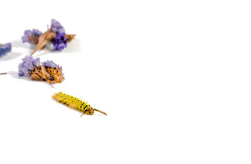 a yellow caterpillar with dried blue flower on white background. soft focus