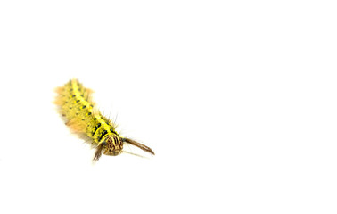 a yellow caterpillar on white background. soft focus