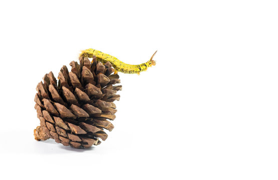 a yellow caterpillar on pine seed in white background. soft focus