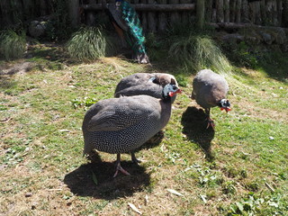 Perlhühner auf einer Wiese
