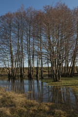 Reflections of trees in Igneada Floodplain Forest in Turkey, Black Sea