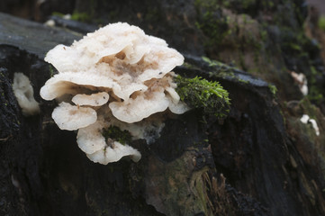 Phlebia tremellosa fungus