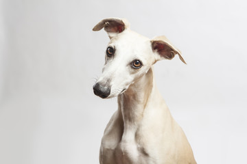 studio portrait of a beautiful whippet dog - obrazy, fototapety, plakaty