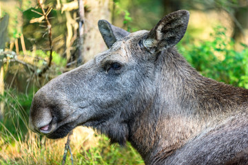 Head of female moose (Alces alces) with forest blurred in background.
