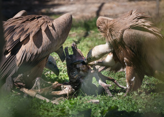 Vultures eating from deer head