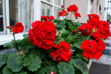Red garden geranium flowers , close up shot / geranium flowers - obrazy, fototapety, plakaty