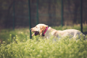 Beautiful dog in tall grass