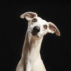 studio portrait of a beautiful whippet dog - obrazy, fototapety, plakaty
