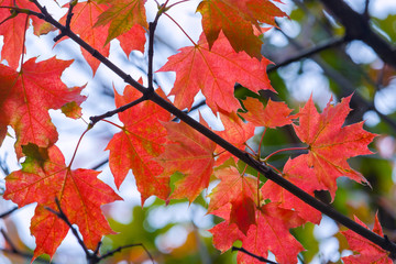 Naklejka na ściany i meble Red maple leaves on a branch