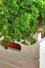 Fresh parsley leaves in rustic wooden wooden crate. Copy space