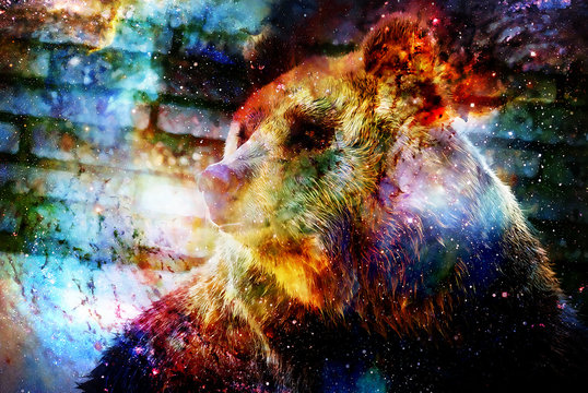 mighty bear in space. Photos with graphic effect. Computer collage. Cosmic space.