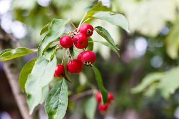 Crisp red apple on a branch