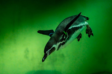 Fototapeta premium Penguin in green water