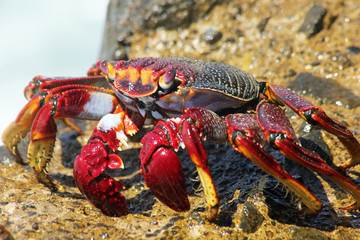 TIERE_2421_rote_Klippenkrabbe