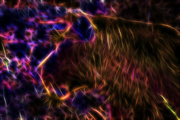 Beautiful lioness and fractal effect. Computer collage.