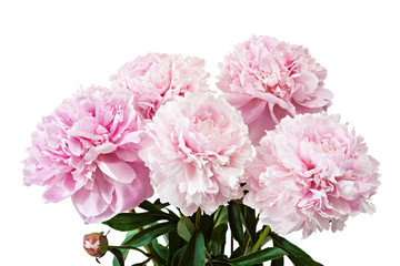 Pink peonies flowers isolated.