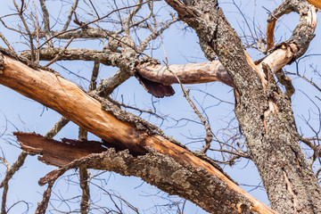 Large Dry Tree Bark Peeling Skin