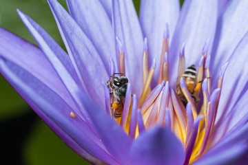 Bee collecting pollen in lotus