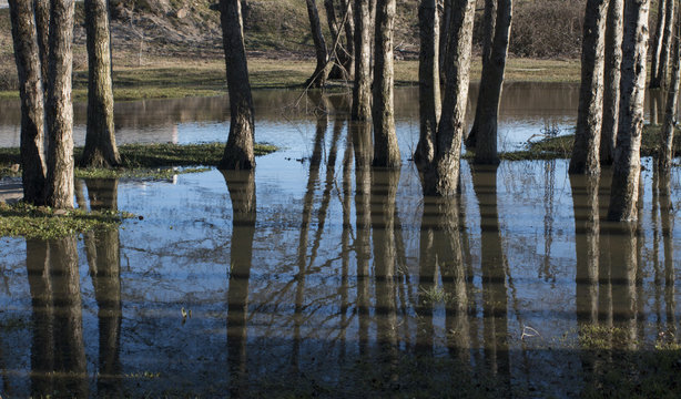 Reflection of trees on water in Igneada Floodplain Forest