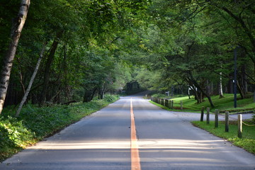 道路と樹木