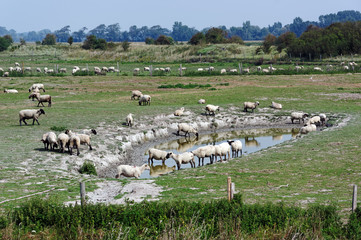 Fototapeta premium Moutons de pré salé dans la baie de Somme